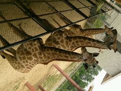 android_upload_pic-石家庄市动物园