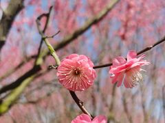 -花开海上生态园
