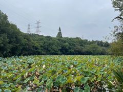 -八卦田遗址公园