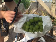 -马陆小张葡萄园农家乐