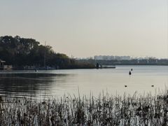 -金鸡湖桃花岛