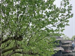 -都江堰普照寺