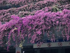 -深圳仙湖植物园