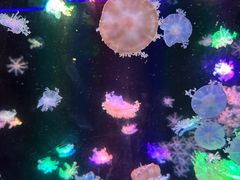 -海合安成都极地海洋公园