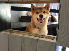 -百好乐宠物友好餐厅(朝外大街店)