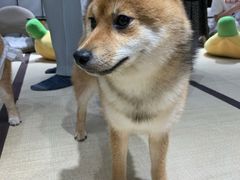-逗柴咖啡屋·狗咖猫咖宠物桌游