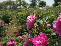 -上海长兴岛郊野公园