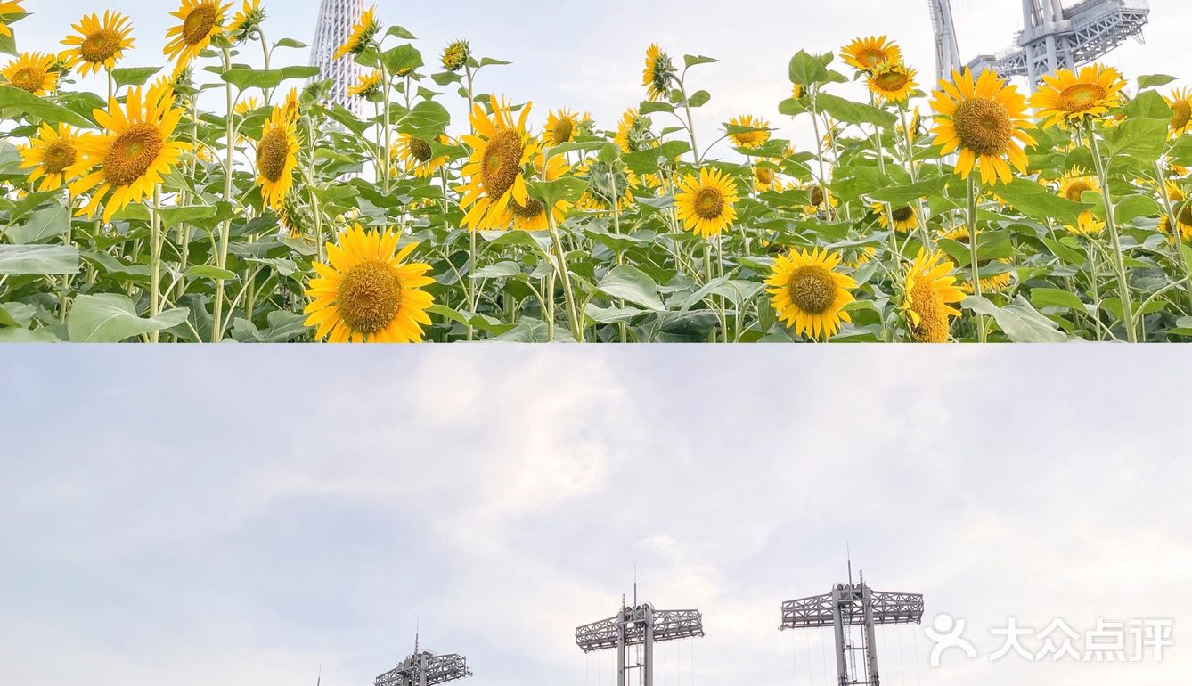 🌻金黄色向日葵花海 广州塔下的浪漫