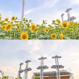🌻金黄色向日葵花海 广州塔下的浪漫