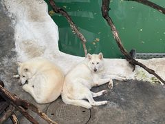 -大连森林动物园