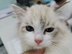 -嘉馨宠物医院·CT影像转诊·心脏科·犬猫全科诊疗中心(下沙大学城院区)