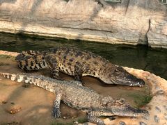 -石家庄市动物园