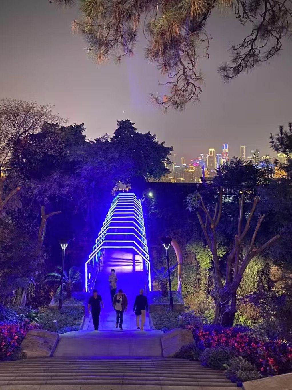 南山一棵树夜景