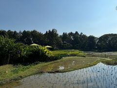 -四季酒店下午茶