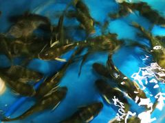 -松沪名灶·豆浆鱼头·新上海菜(飞航吾悦广场店)