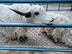 -长白岛森林公园