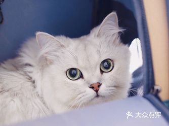 瑞派虹泰宠物医院24H｜吱吱的健康由虹泰来守护