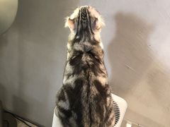 -more than meow吴止猫主题餐厅(承德 中船汇店)