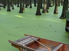-渌洋湖湿地公园