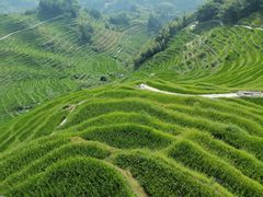 -紫鹊界梯田景区