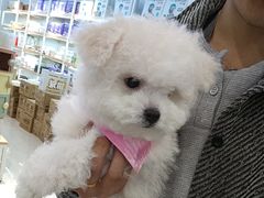 -翊宠yipet猫狗购宠庄园犬舍•猫舍