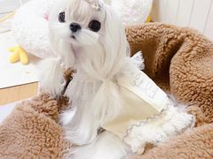 -萌宠之家·腊肠犬·马尔泰·小体犬舍