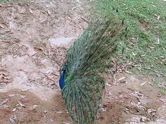 -深圳野生动物园