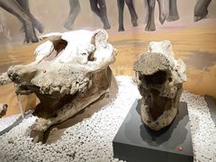 -国家自然博物馆