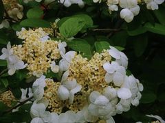 -陆家嘴中心绿地