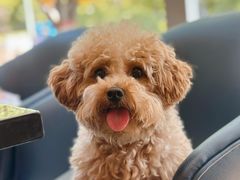 -西安浐灞艾美酒店·汉江餐厅·火锅