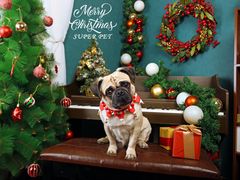 -超宠爱宠物摄影-Super pet