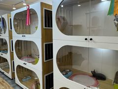 -青奢宠物·青奢猫舍