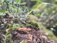 -云南屏边大围山国家公园