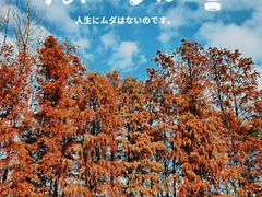 -上海共青森林公园