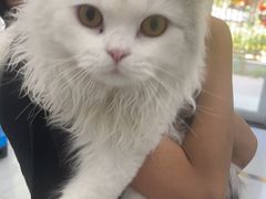 -纳吉亚猫专科动物诊疗中心(蒋宅口分院)