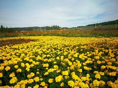 -莲花山花海