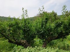 -龙寺生态园