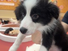 -和它·交个朋友·狗咖猫咖(爱琴海店)