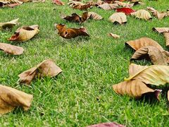 -广州国际生物岛山地公园揽胜园