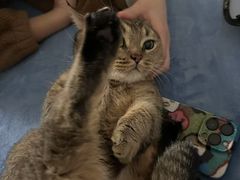 -心仪动物医院·牙专科·肿瘤·心脏科(西客站院)