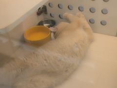 -comecome来吧宠物(奥克斯中心店)