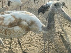 -盐城丹顶鹤湿地生态旅游区