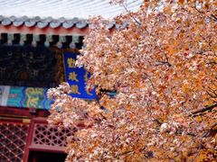 -香山公园