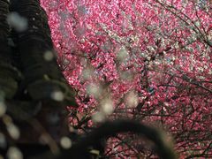 -杭州植物园