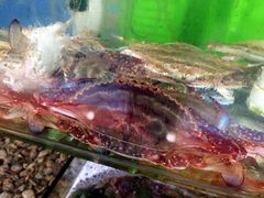-四海鲜渔家菜(黄金海岸店)