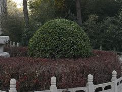 -东方巨龟苑景区