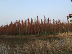 -艾溪湖湿地公园