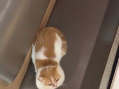 -喵园·猫主题咖啡厅·撸猫·猫咖(国贸店)