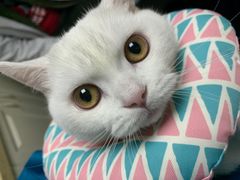 -安安宠医·安宠宠物医院