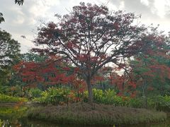 -中国科学院西双版纳热带植物园